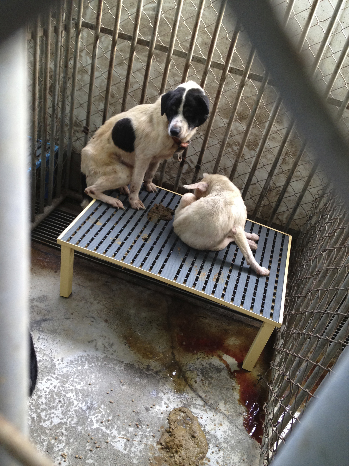 《十二夜》流浪动物影片救援计划-家有宠物-杭