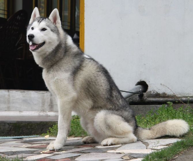 传说中的双血统哈士奇-我要出售-宠物相关交易