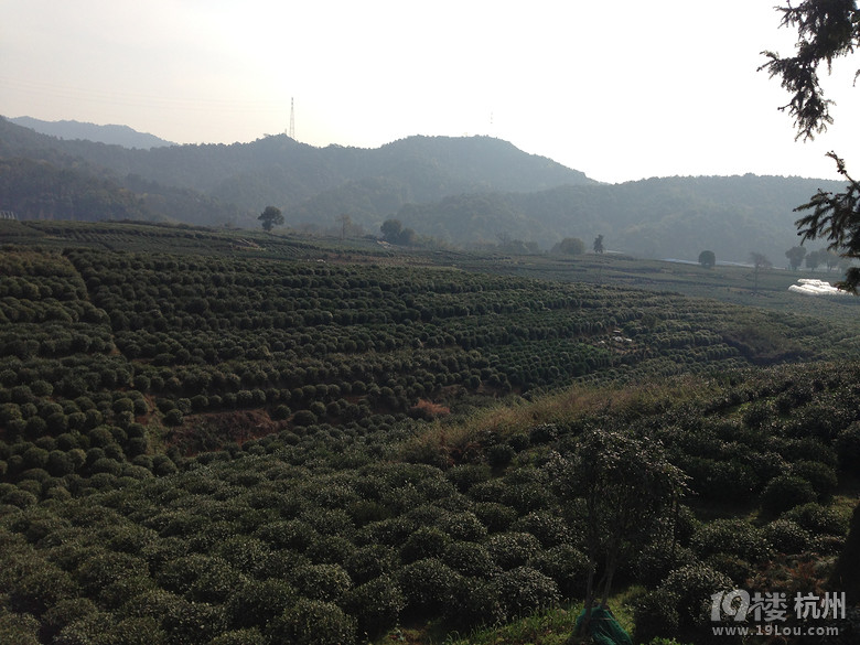 杭州西湖区龙坞未开发茶村品茶农家游-农家乐