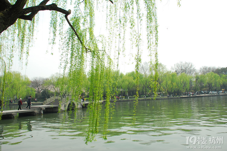 这两天游客感受了杭州四季交替-讨论-业委会交