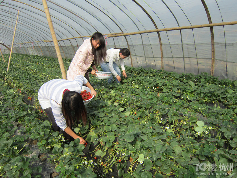 下沙摘草莓 -大杭州旅游-杭州19楼