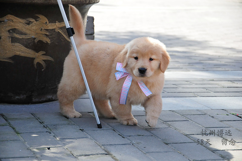 爱我你就亲亲我 喜欢我就抱抱我 - 博远蚊子记