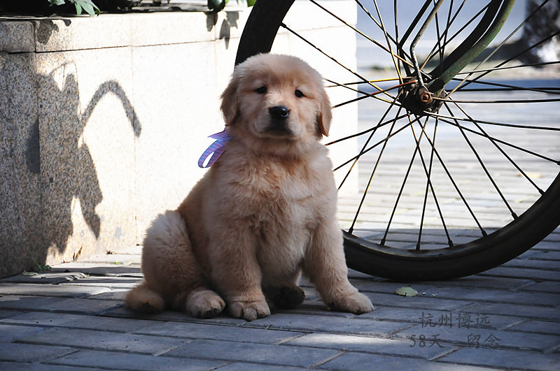 爱我你就亲亲我 喜欢我就抱抱我 - 博远蚊子记