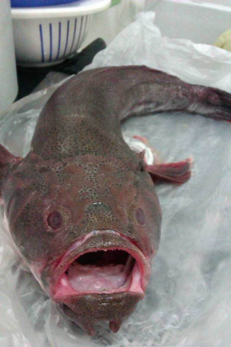 灯笼鱼是不是安康鱼 middle_112637_20641362626797144_de2a7a22361c3de92149064fdefee7f2.jpg