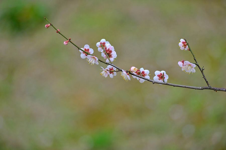 【超山梅花节】一枝独秀俏争春-19摄区-杭州1