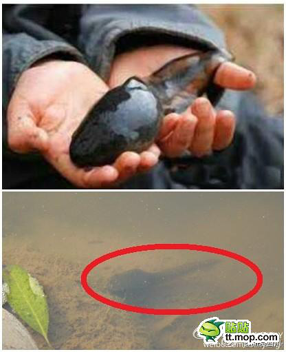 川师惊现变异巨型蝌蚪-奇闻异事-养眼搞笑-杭州19楼