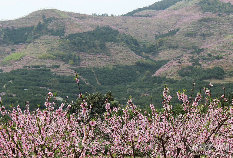 6070休闲旅游本周日17号结伴金华桃花呜赏花