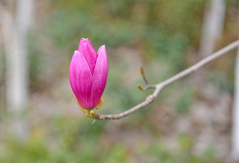 【春韵】玉兰花,恬静中的美丽-风景照-19摄区-