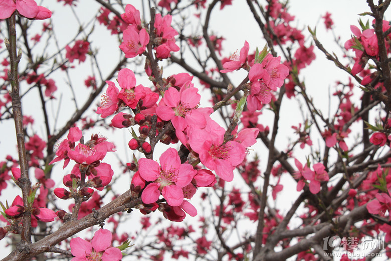 舟山桃花岛旅游-旅游先遣队-杭州19楼