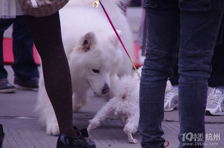 認領愛犬好市民活動PP，我喜歡這張！薩摩耶和貴賓的邂逅