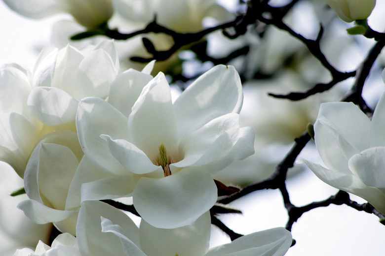 <em>羽衣仙女</em>纷纷下,齐戴华阳玉道冠 【玉兰花】-静