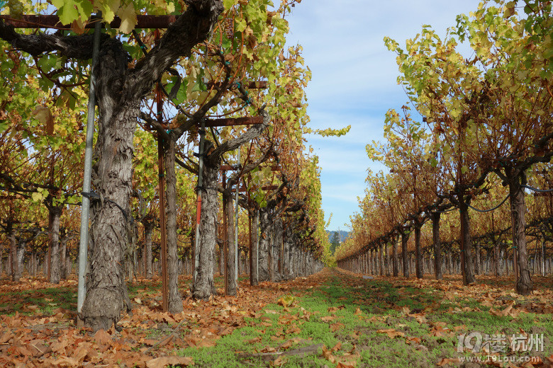 美国加州葡萄园风光-旅游先遣队-杭州19楼