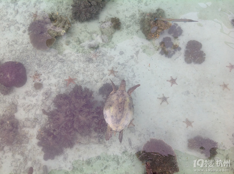 马来西亚游玩攻略--卡帕莱-游记攻略-旅游先遣