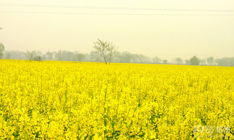相片:2013年3月23-24号安徽芜湖响水涧看山水田园油菜花-行行色色-户外运动-杭州19楼