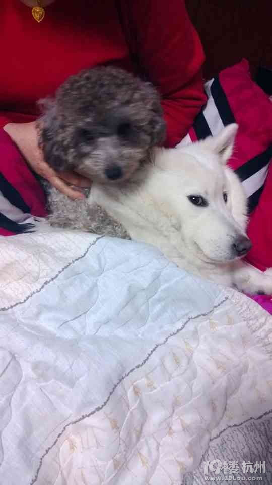 请好心人帮我找找我的狗狗!5000酬金!只想她快