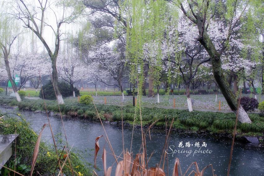 花路丝雨