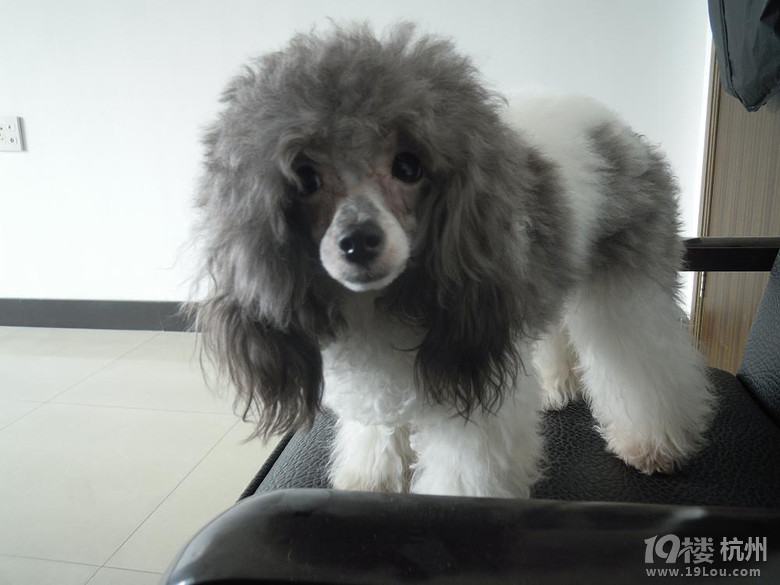 家有奶牛初长成--灰白花贵sissi公主-家有宠物-