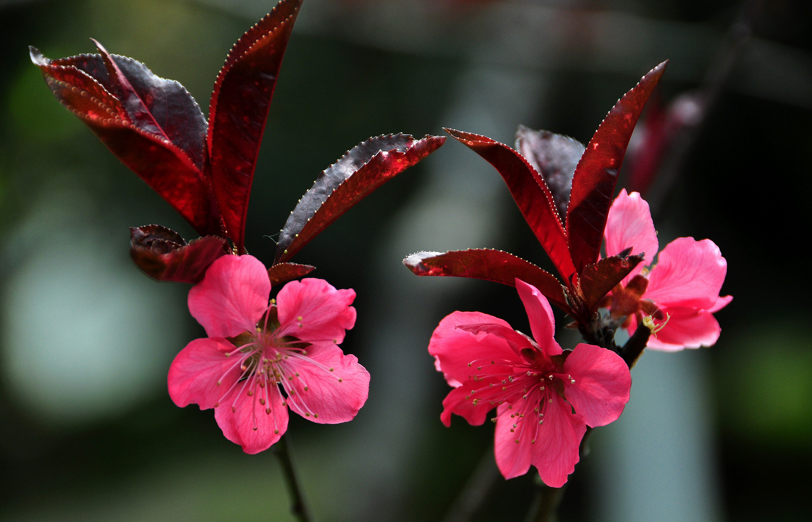 桃花茶花迎春花,春天来到山水家