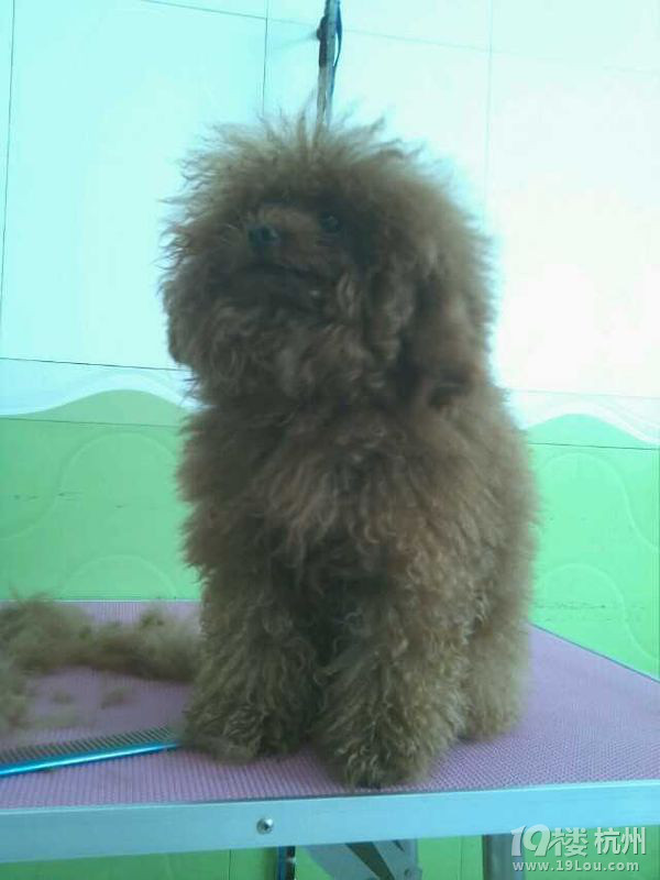 晒晒最近亲自做的泰迪美容造型对比图,可以免