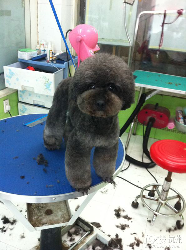 晒晒最近亲自做的泰迪美容造型对比图,可以免