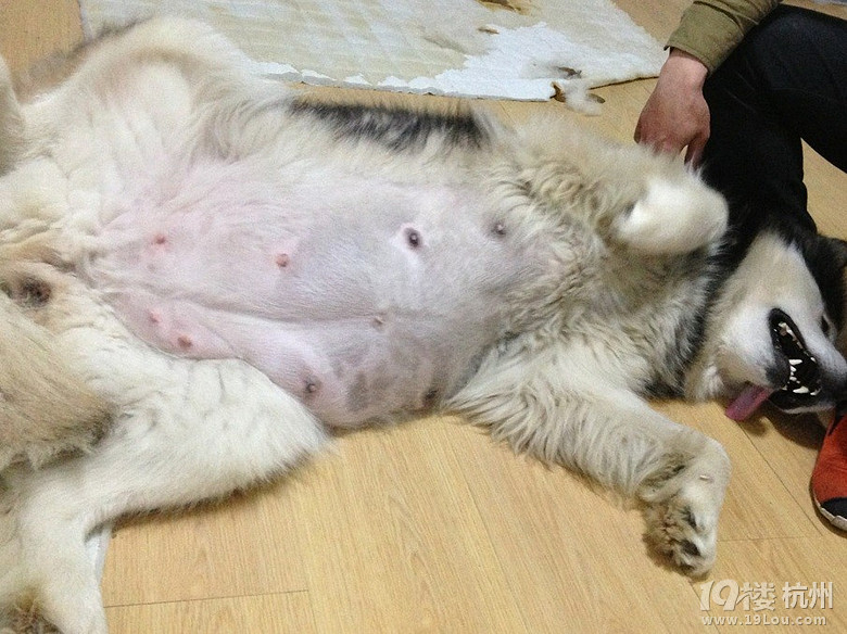 继续嗮我们家红十字母阿拉--大肚婆宽厚的背影