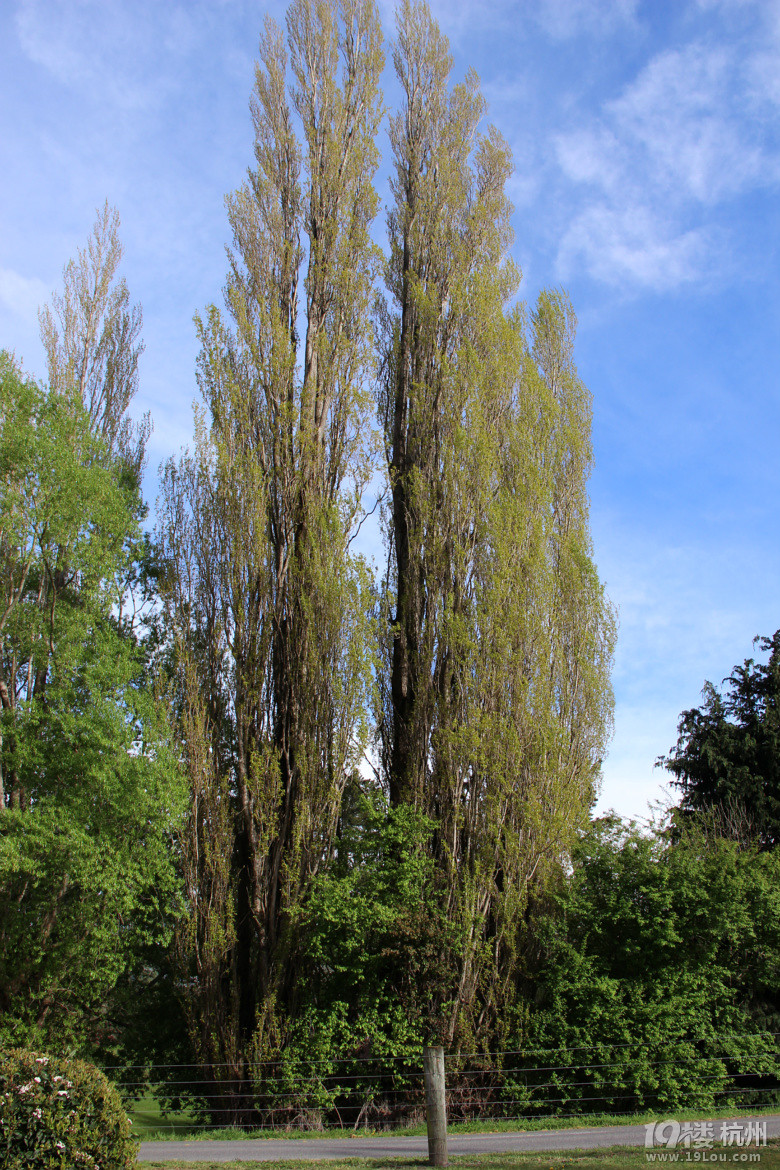 新西兰南岛游玩攻略(更完348楼上费用单)要攻