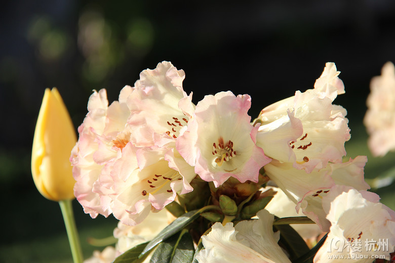 新西兰南岛游玩攻略(更完348楼上费用单)要攻