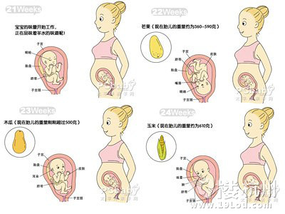 怀孕六个月胎儿图 怀孕六个月胎儿长什么样?-