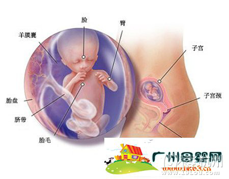 怀孕七个月胎儿图 怀孕7个月症状-深情分享-准