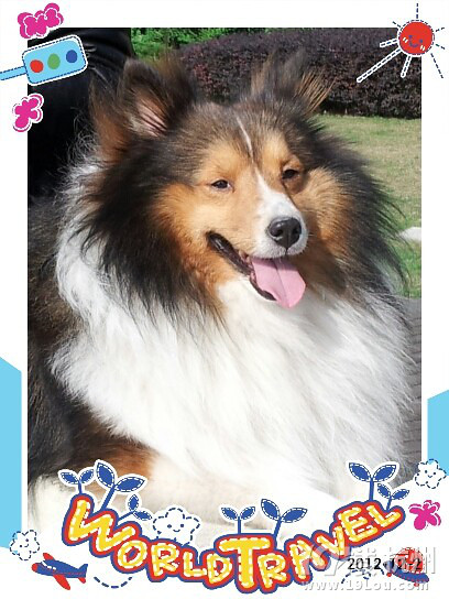 人见人爱,花见花开,鸟见鸟呆,风靡万千的喜乐蒂