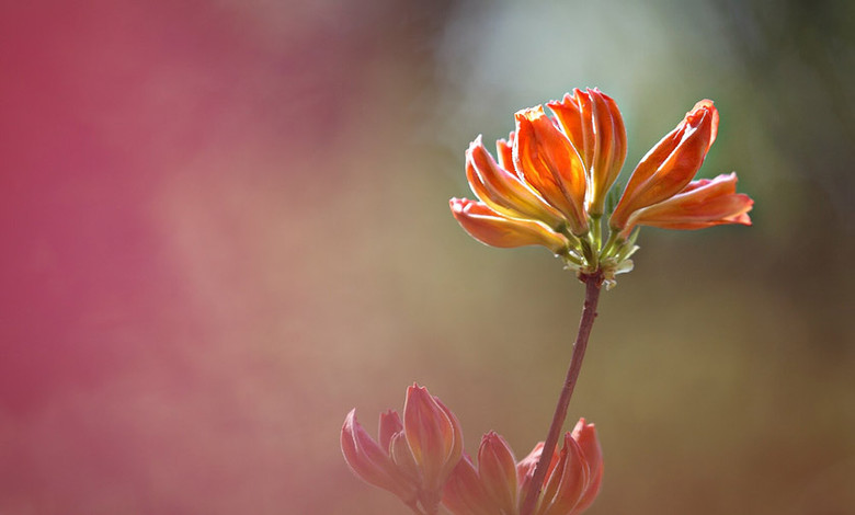 花开花又谢