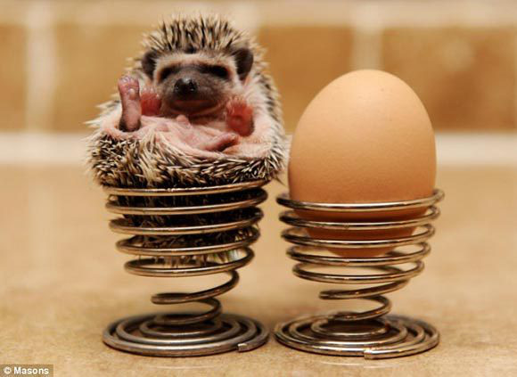 超萌迷你非洲刺猬出售,不臭好养,可上门挑选交