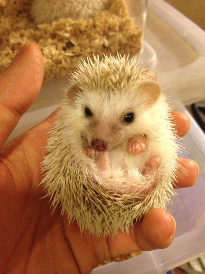 超萌迷你非洲刺猬出售,不臭好养,可上门挑选交