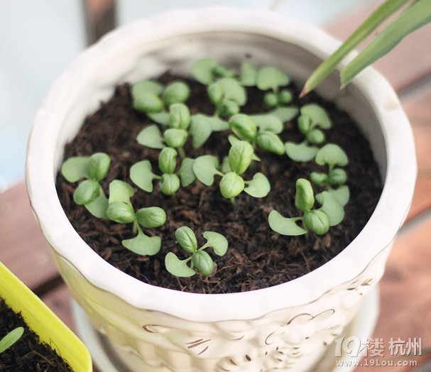 春天阳台装扮美起来--记录花儿成长过程-花鸟鱼
