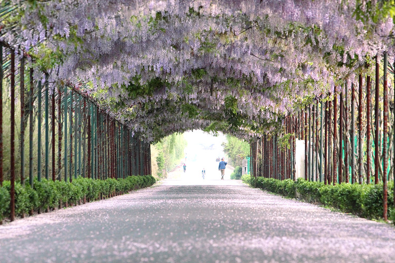 紫藤路-风景照-19摄区-杭州19楼