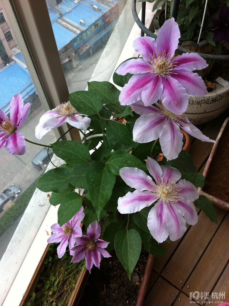 Suger的花阳台-小铁的季节(更新咯)-花鸟鱼虫-