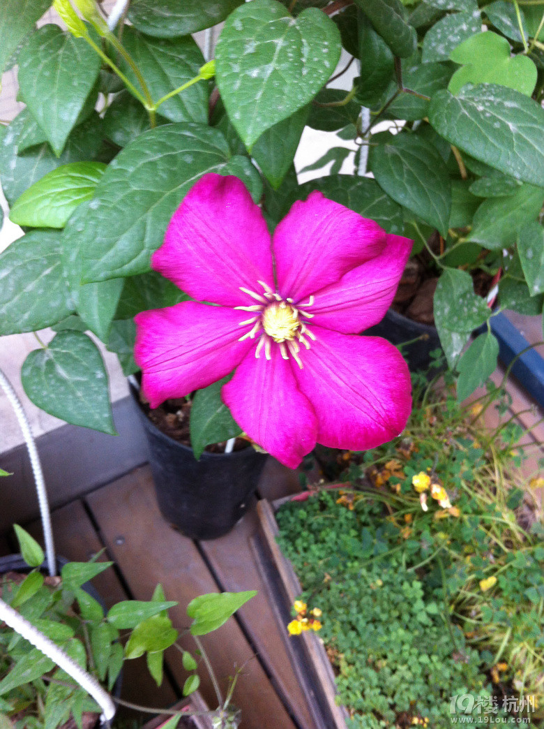 Suger的花阳台-小铁的季节(更新咯)-花鸟鱼虫-