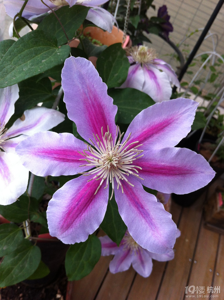 Suger的花阳台-小铁的季节(更新咯)-花鸟鱼虫-