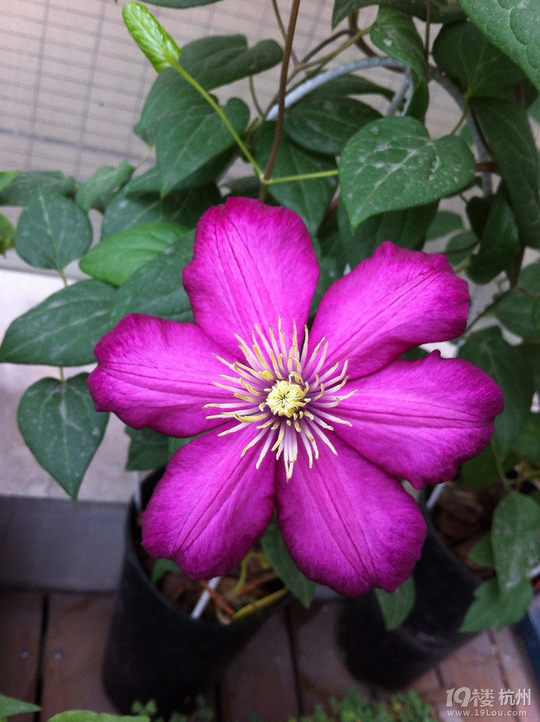 Suger的花阳台-小铁的季节(更新咯)-花鸟鱼虫-