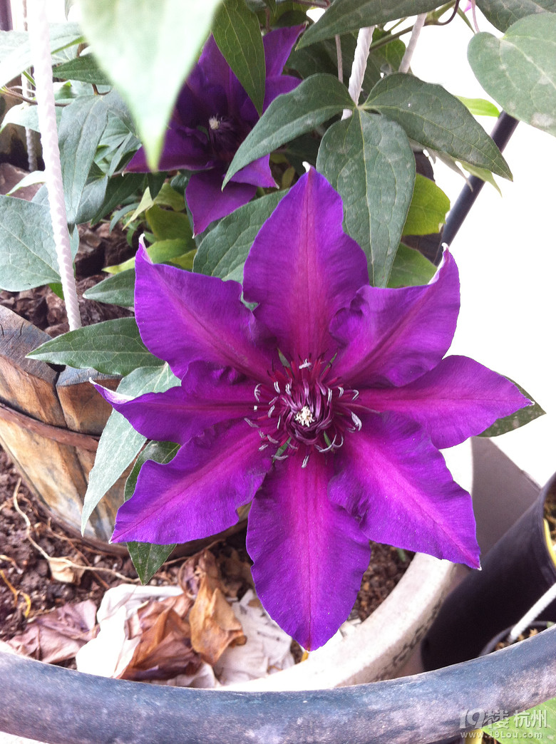 Suger的花阳台-小铁的季节(更新咯)-花鸟鱼虫-