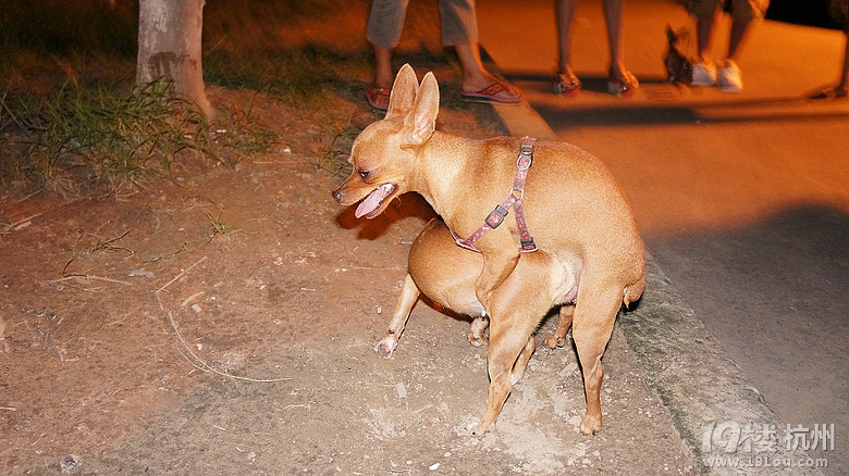 家有母小鹿犬一只发情中、求有经验公小鹿犬相