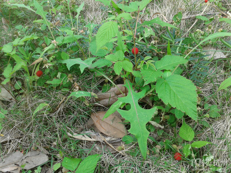 還記得這些田間地頭的小野果嗎