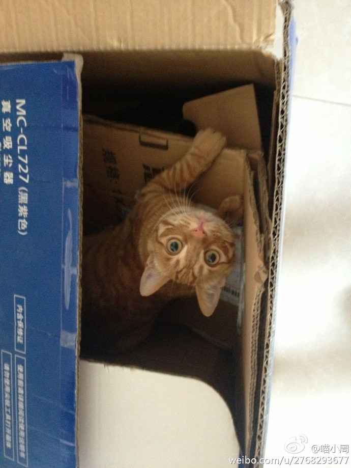 咪家庭寄养【私房猫咪馆】-第3页-交易心得-宠