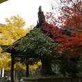 神龍川農(nóng)家樂神農(nóng)仙居