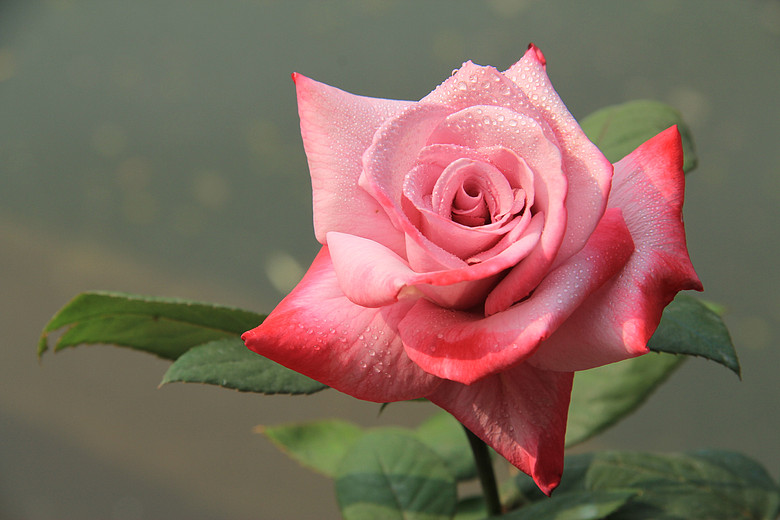 【姹紫嫣红】月季花之三