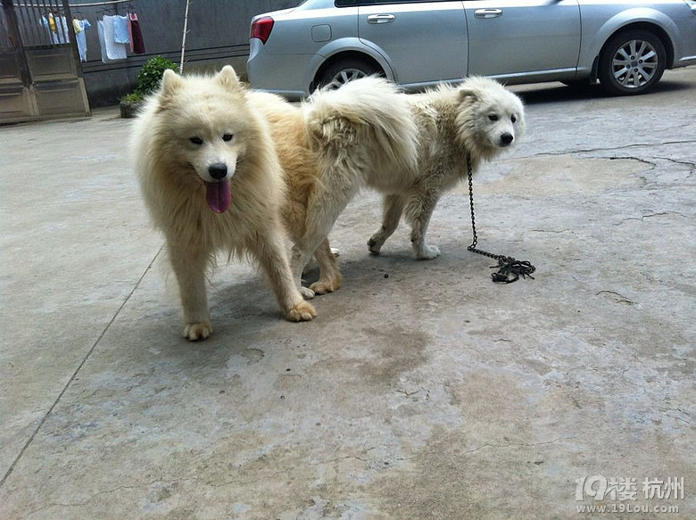 家有萨摩<em>九妹美眉</em>-秀秀秀-爱宠分享-家有宠物-