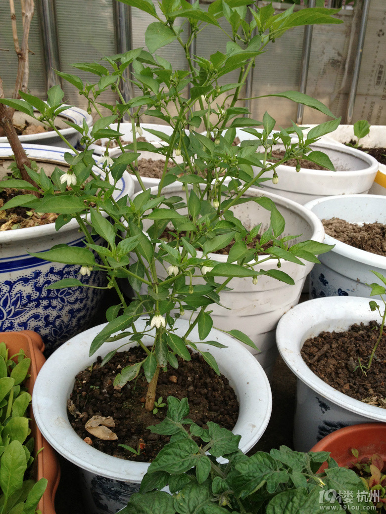 2013我的露台菜园子-居家生活-杭州19楼