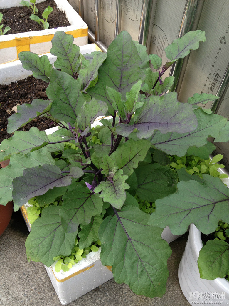 2013我的露台菜园子-居家生活-杭州19楼