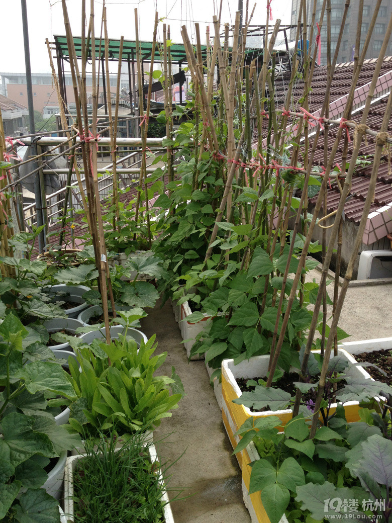 2013我的露台菜园子-居家生活-杭州19楼