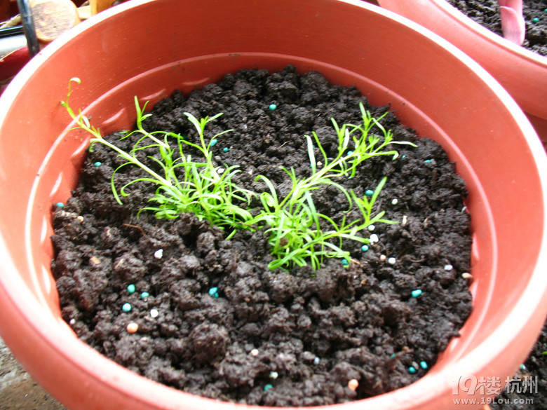 我家的南北小阳台-居家生活-杭州19楼